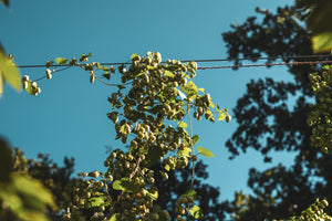 Green Hop Harvest 2023