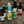 Five Points Pale September Pack